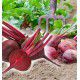 BETTERAVE ROUGE DE DETROIT BIO
