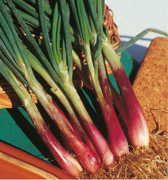 CIBOULE COMMUNE ROUGE