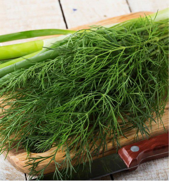 ANETH, plante en ligne