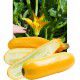 COURGETTE F1 GOLD RUSH