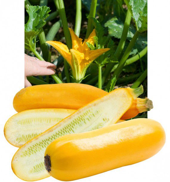 COURGETTE F1 GOLD RUSH