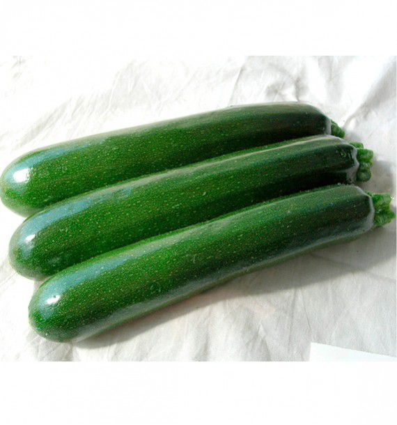 COURGETTE HYB F1 PIXAR
