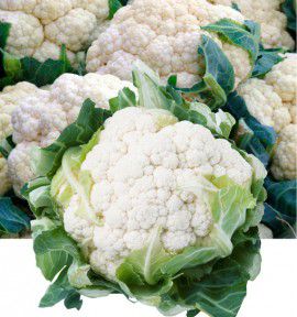 CHOU FLEUR MERVEILLE DE TOUTES SAISONS