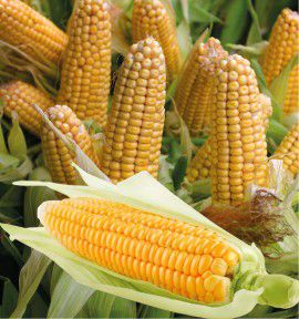 MAIS DOUX GOLDEN BANTAM