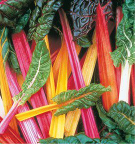 POIREE BRIGHT LIGHTS