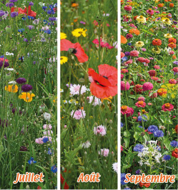 PRAIRIE FLEURIE