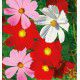 COSMOS SENSATION VARIE