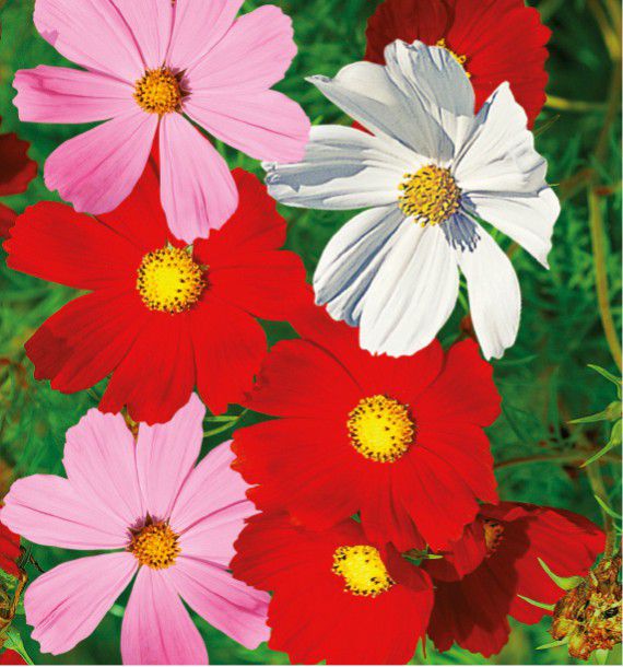 COSMOS SENSATION VARIE