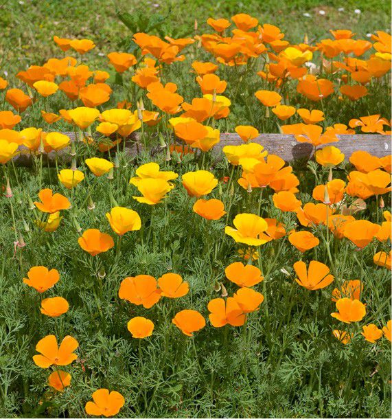 PAVOT DE CALIFORNIE ESCHSCHOLZIA ORANGE, plante en ligne