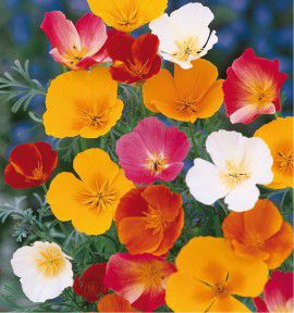 PAVOT DE CALIFORNIE ESCHSCHOLZIA EN MELANGE