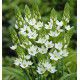 ORNITHOGALUM THYRSOIDES