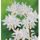 LIS NERINE BLANCHE