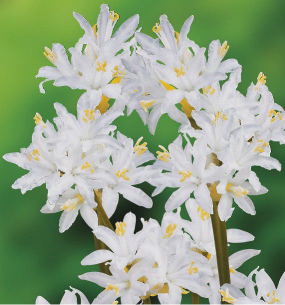 LIS NERINE BLANCHE