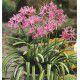 LIS NERINE ROSE