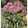 LIS NERINE ROSE