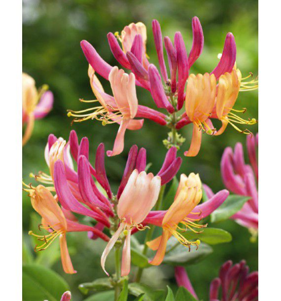 CHEVREFEUILLE CAPRILIA®