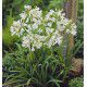 AGAPANTHE BLANCHE