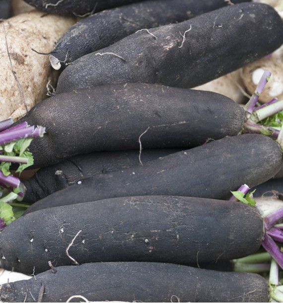 RADIS NOIR GROS LONG D'HIVER DE PARIS