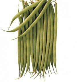 HARICOT NAIN A FILET CUPIDON