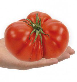 TOMATE BEEFSTEAK