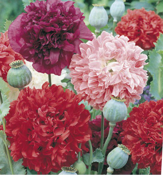 pavot double a fleurs de pivoine