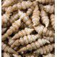 CROSNES DU JAPON