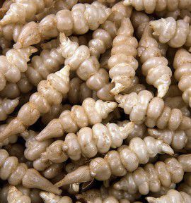 CROSNES DU JAPON
