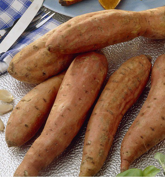 PATATE DOUCE