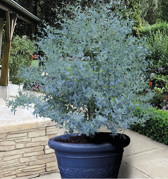 comment planter eucalyptus