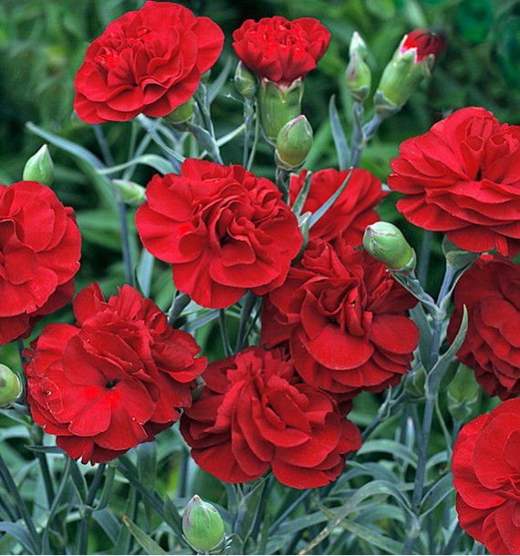 Oeillet Anglais Passion Jacques Briant Plante En Ligne Oeillet Anglais Passion Jacques Briant Plante En Ligne