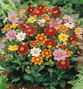 DAHLIAS TOPMIX EN MELANGE