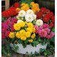 DAHLIAS NAINS DOUBLES EN MELANGE