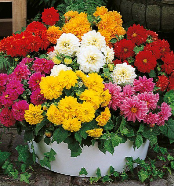 DAHLIAS NAINS DOUBLES EN MELANGE