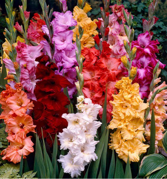 GLAIEULS FRANGES EN MELANGE