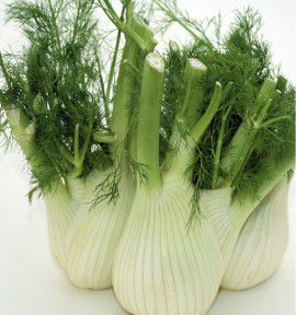 FENOUIL DOUX DE FLORENCE