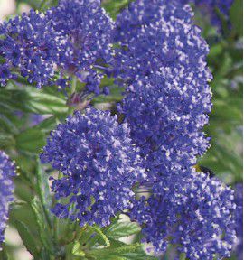 CEANOTHUS SKYLARK