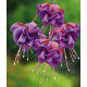 FUCHSIA GEANT DARK EYES
