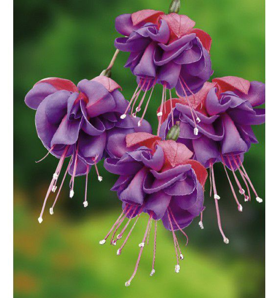 FUCHSIA GEANT DARK EYES