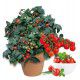 TOMATE CERISE TINY TIM