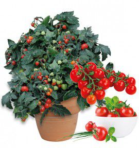 TOMATE CERISE TINY TIM