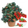 TOMATE CERISE TINY TIM