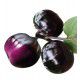 AUBERGINE RONDE DE VALENCE