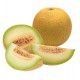 MELON GALIA