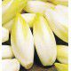 RACINES D'ENDIVES