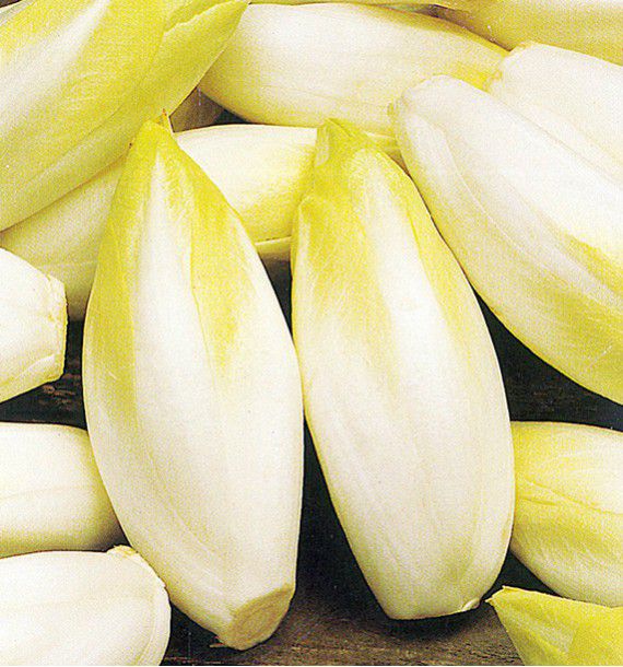RACINES D'ENDIVES