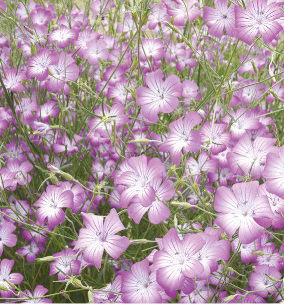 COQUELOURDE GITHAGO MILAS