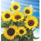 SOLEIL TOURNESOL JAUNE A CŒUR NOIR