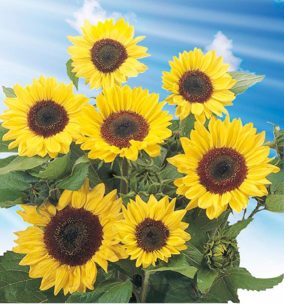 SOLEIL TOURNESOL JAUNE A CŒUR NOIR