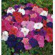 PETUNIAS NAINS COMPACT