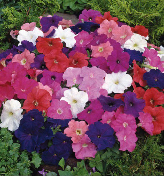 PETUNIAS NAINS COMPACT